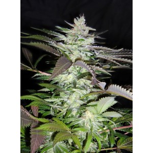Black Jack. Photo 2